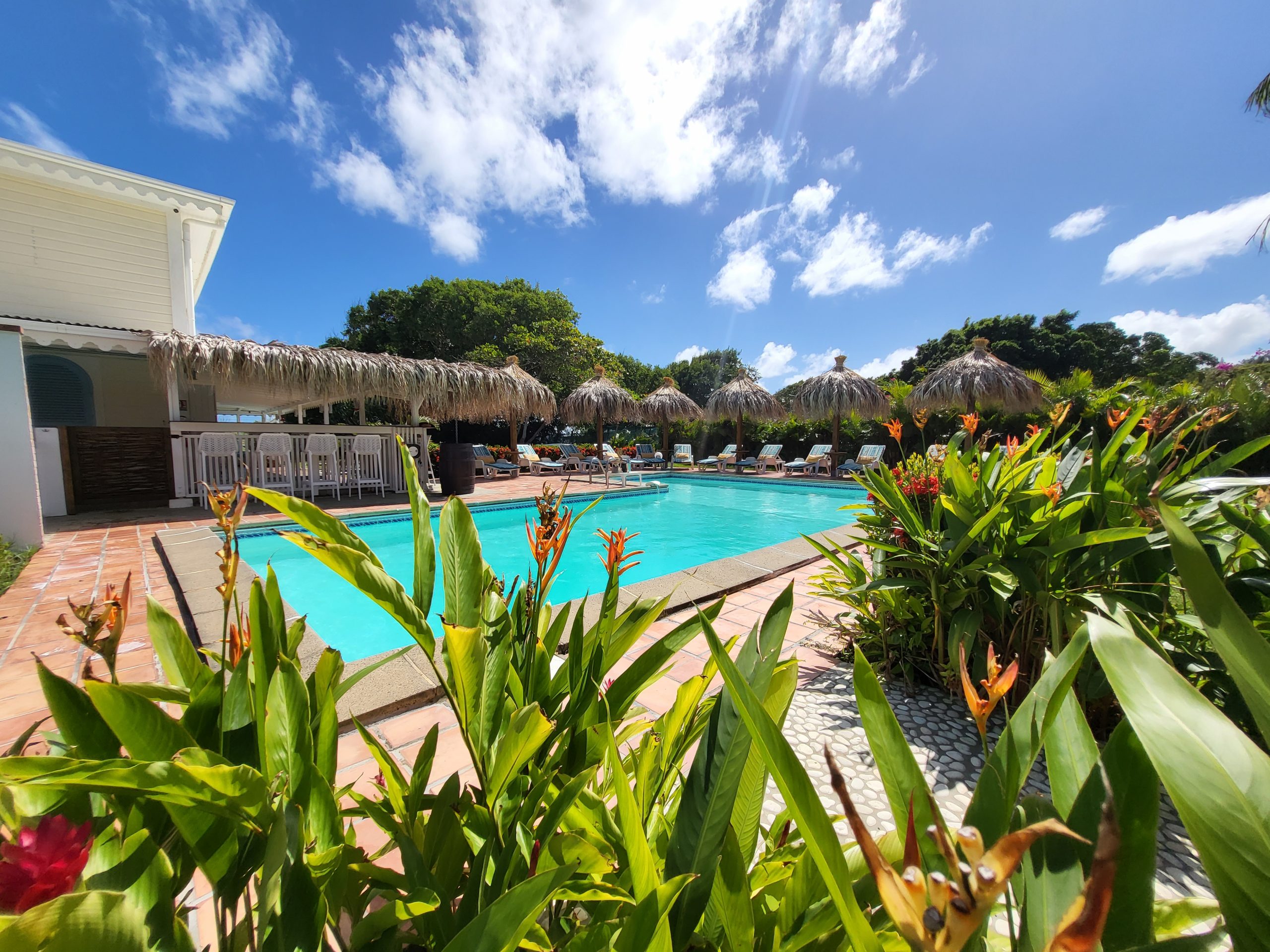 Piscine entourée de végétation tropicale